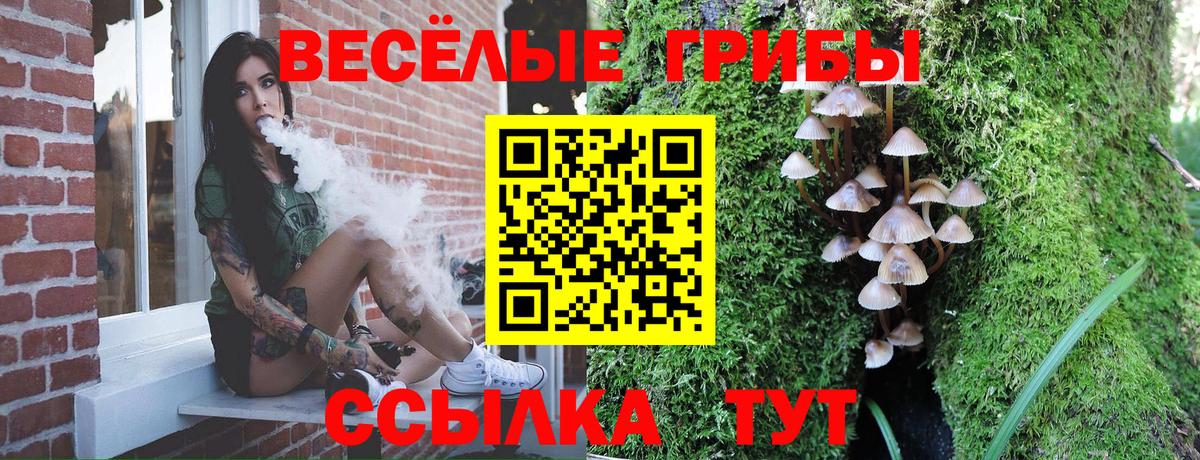 Галлюциногенные грибы Cubensis Курчатов